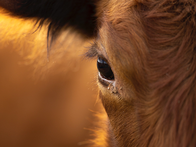 Beef Focus Group: Challenges Facing the Sector