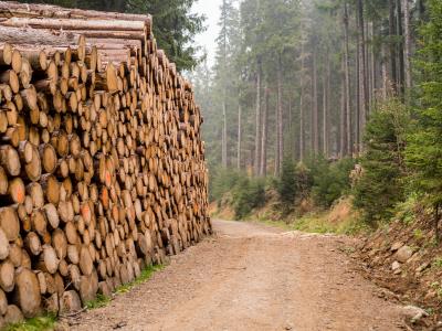 Canada's Productivity Challenge: The Hidden Costs of Resource Abundance and U.S. Dependence